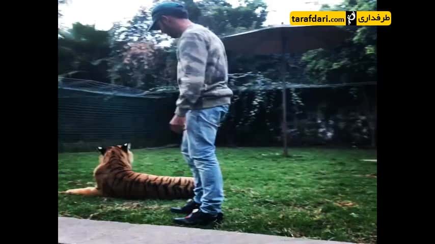 ویدیو؛ لوئیس همیلتون و بازی با ببر!