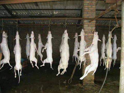 راست و دروغش رو کاربرای مشهدی سایت بگن: تولید روزانه 700 کیلو سوسیس و کالباس از گوشت سگ در مشهد و بازداشت مدیر کارخونه!!!!!...
