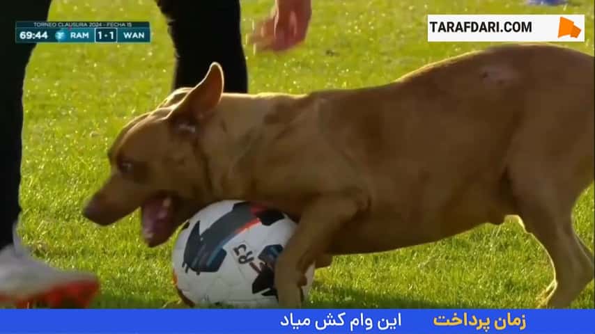 عشق به توپ، انسان و حیوان نمیشناسد!