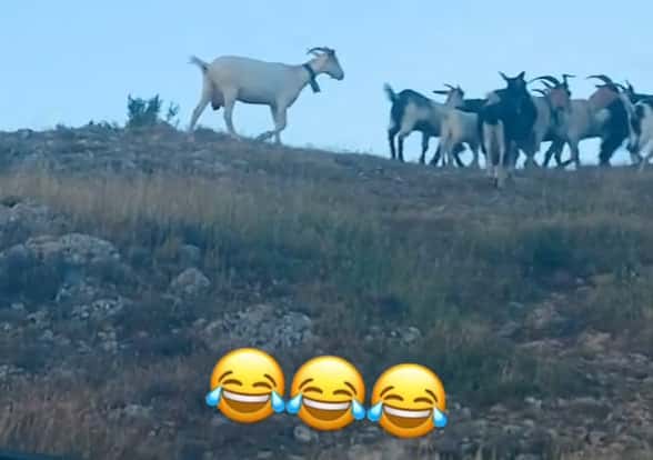 شوخی جالب خاوی مارتینز با مانوئل نویر