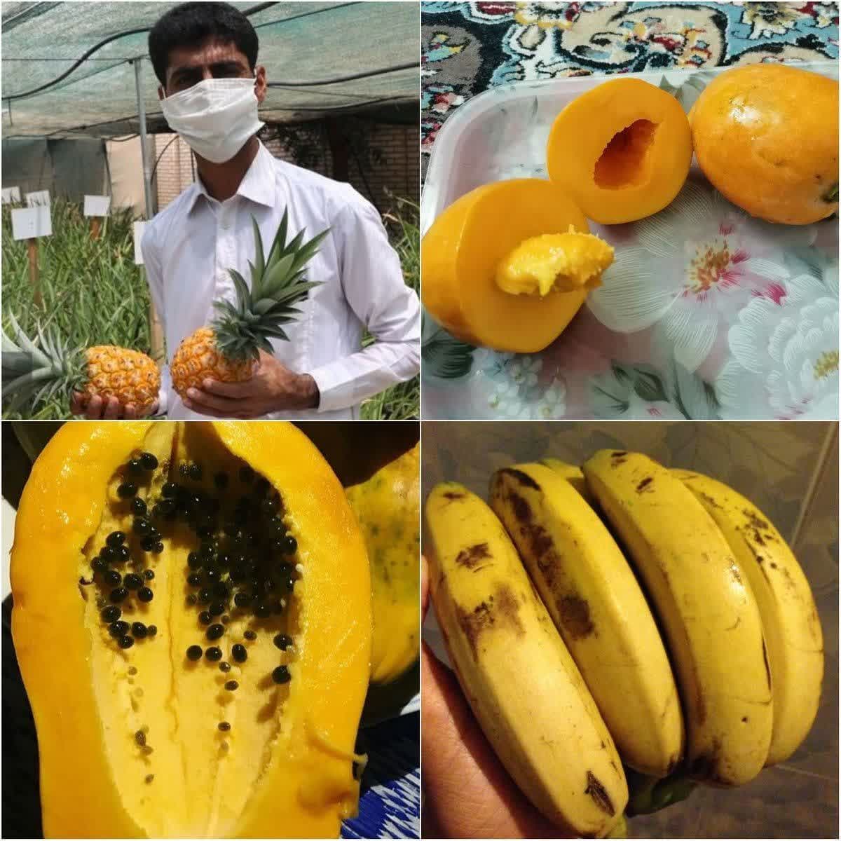 نمیشه سیستان و بلوچستانم گازکشی کنید اونا به جاش بهتون موز و انبه و آناناس بدن؟