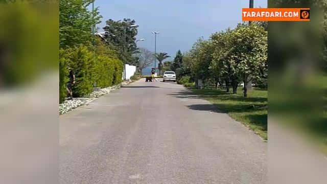 تمرینات رامین رضاییان کنار سگ هایش / ویدیو