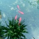 تصویر Core De Roma