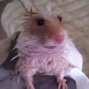 تصویر موش کثیف