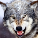 تصویر TURK 🐺 ‌