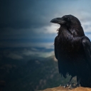 تصویر the crow