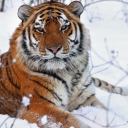 تصویر Siberian Tiger