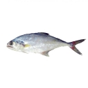 تصویر ماهی زلال پرست