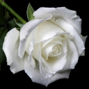 تصویر White Rose