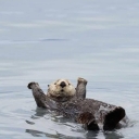 تصویر ellery Cecil