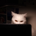 تصویر 𝗩𝗶𝘀𝗲𝗻𝘆𝗮 𝘄𝗶𝗳𝗲