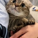 تصویر Narges Hastam