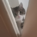 تصویر The ‌Dude