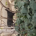 تصویر گربه سیاه و سفید