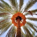 تصویر نخلستان جنوب