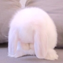 تصویر white bunny
