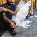 تصویر داش رجب کفتر باز