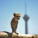 تصویر ▪︎ Alborz ▪︎