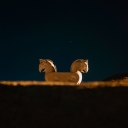 تصویر علیرضا هری