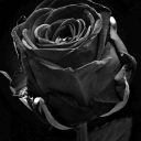 تصویر پرسپولیسی دو اتیشه