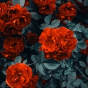 تصویر نگاه آشفته