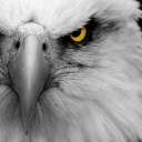 تصویر The Lone eagle