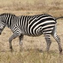 تصویر amir zebra
