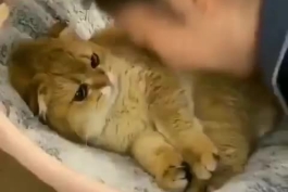 ایشالا که صبحتون اینجوری قشنگ شروع بشه😺