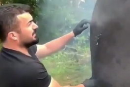 پختن گوشت شتر 
