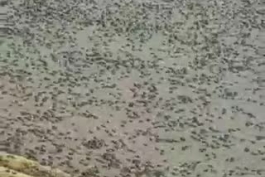 حمله مورچه ها از مرز پاسگاه مهران 