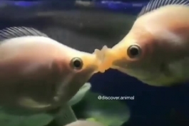 ماهی عاشق