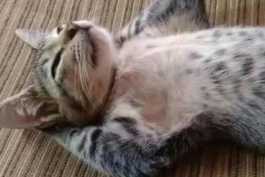 تعطیلات نوروزی خود را چگونه گذراندید ؟!😂