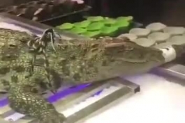  چیزی نیست یه رستوران تو چینه، تمساحاش هم خداوکیلی تازه ست😂😂