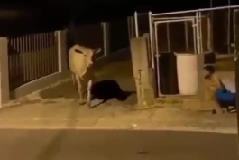 بنده خدا گاوه داشت تو آرامش قدم می زد:))))