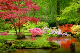 موزیک ویدئوی زیبا و بی نهایت آرامش بخش باغ ژاپنی