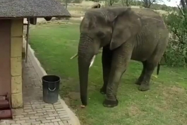 فیل با فرهنگ و عاشق محیط زیست