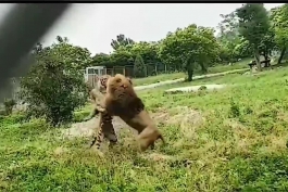 درگیری جالب ببر و شیر نر در باغ وحش!