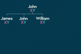 وراثت کروموزوم Y در طی نسلها، درست مانند نام خانوادگی
