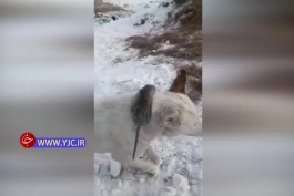 ویدیو اعجاب انگیز از ایستاده فریز شدن حیوانات در دمای 56- درجه قزاقستان!