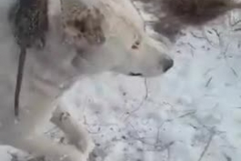 قزاقستان هوا به منفی ۵۱ درجه رسیده. حیوانات ایستاده یخ زدن!🥶