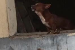  اشک‌های سگ در غم جدایی دوست خود + ویدیو