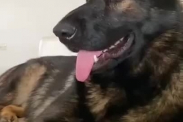 عکس العمل فوق العاده ی سگ بازنشسته ی پلیس به شنیدن کلمه ی <<<کوکائین>>>