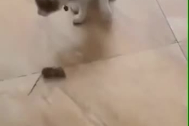 اگه نیمار موش بود.. 😃🐭