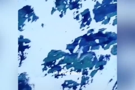 این یه پلنگ برفیه که اینجوری شکار می‌کنه و تا شکارش رو نگیره ول کن نیست حتی اگه جونش رو از دست بده!