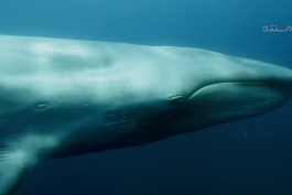 یعنی آخر ابهت.نهنگ آبی(وال)سنگین ترین جانوری که تا کنون بر روی کره زمین زیسته‌است