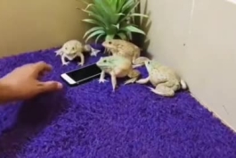 صدای جیغ قورباغه رو شنیده بودید !!؟