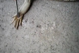 آشنایی با آناتومی بزمجه: موجود حیرت انگیزیه، حتما ببینید!