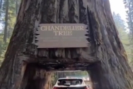 درخت چلچراغ(Chandelier Tree)در پارک Drive-Thru Tree از جاذبه‌های توریستی کالیفرنیا 