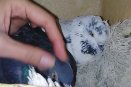 دو کبوتر زیبا 😍❤