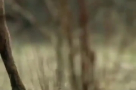 گسی اسم این فیلمو میدونه